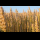 Profile picture of Wheat
