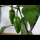 Profile picture of jalapeño