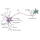 Profile picture of Neuron