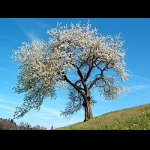 Profile picture of Plant