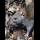 Profile picture of Wild animal