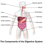 Profile picture of Digestion