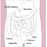Profile picture of Gastrointestinal tract