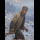 Profile picture of Poaching