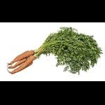 Profile picture of Carrot