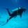 Profile picture of Scuba diving