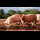 Profile picture of Pig