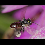 Profile picture of Bee